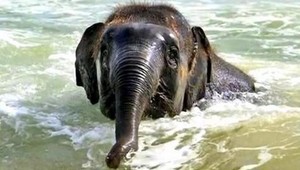 VIDEO. Keď sa slonie mláďa hrá na pláži...