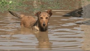 Zaplavilo útulok. Psíkov z vody zachraňovala Lenka (21)
