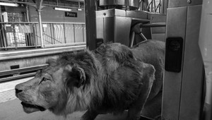 FOTO. Predstavte si cestovanie s levom, pštrosom, žirafou...