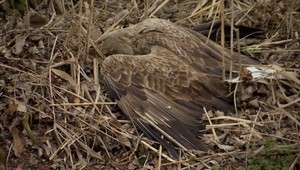 Trávia jedného vzácneho dravca za druhým, po orlici našli ďalšie uhynuté vtáctvo