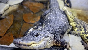 VIDEO. Pozeráte sa do tlamy krokodíla