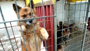 Útulky pre zvieratá praskajú vo švíkoch, prichýlili desiatky vyhodených psov