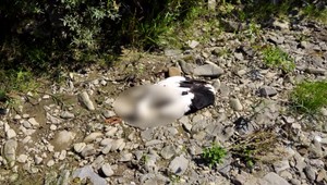 Krutý čin neznámych páchateľov. Bociana ukameňovali k smrti