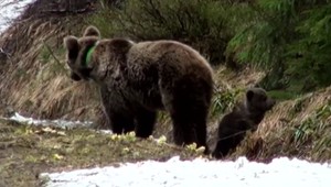 Po troch medveďoch, ktorých matku zastrelili, niet ani stopy. Majú šancu siroty prežiť?