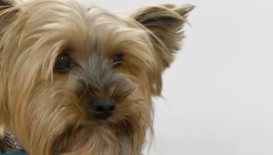 Nedôvera v očkovanie sa šíri: Majitelia psov sa snažia obísť povinné vakcíny