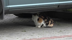 Úmyselne otrávené zvieratá? Za poskytnutie dôkazov finančná odmena