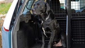 Pri záchrane psa môžete rozbiť okno na aute