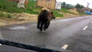 Tomuto macovi sa hory zunovali, vybral sa na juh