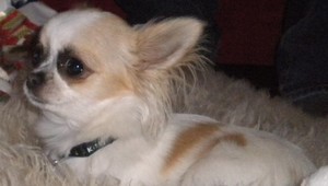 Zmizla čivava Stela, nálezcu odmena neminie!