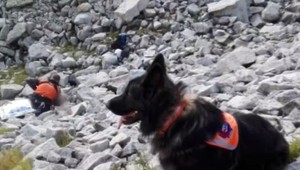 Psí záchranári na horách. Nenahradia ich ani ľudia ani moderné stroje