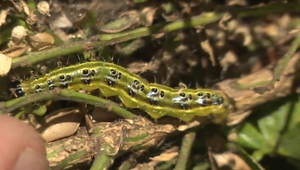 Invázia ázijských húseníc poškodzuje európske parky. V našich končinách nemajú prirodzených nepriateľov