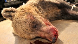 Zatúlaná medvedica trpela, pitva dokázala parazitné ochorenie