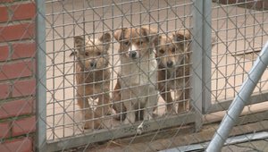 Psíka pod stromček? Nekupujte, adoptujte!