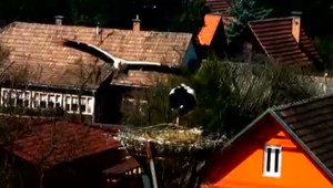 VIDEO: Bitka bocianov. Perie doslova lietalo