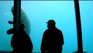 VIDEO: Polárny medveď vydesil turistov! Takmer rozbil sklo...