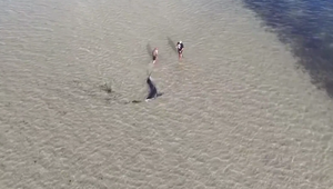 Z pláže späť do hlbín: Žraloka zachránili chlapec, otec a lovci krabov