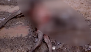 Neďaleko panelákov, na sídlisku v Humennom, našiel obyvateľ mesta torzo srnčej zveri