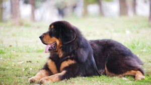 Zákon Zviera nie je vec spustil rozruch. Podľa poslanca Simona prekračuje hranice