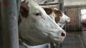 Majstrovstvá v dojení kráv. Tato činnosť si vyžaduje sústredenie a koncentráciu