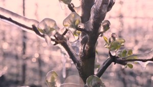 Ovocinári na južnom Slovensku sú v pohotovosti. Do záchrany úrody musia investovať tisíce eur