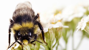 Včelári sa radujú, predpovedajú dobrý rok