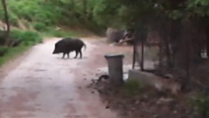 Východ stále ohrozuje africký mor ošípaných. V zvernici Karná ulovili už 18 diviakov zo 100