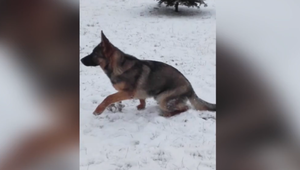 Zlodeji si okrem železa odniesli aj Nefi: Zúfalá majiteľka prosí o vrátenie psíka