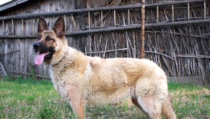 Stratila sa fenka Seny, pomôžte ju nájsť