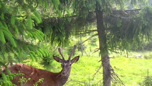Trojročný paroháč skončil za mrežami. Prekročil hranice a ochranári ho museli odchytiť