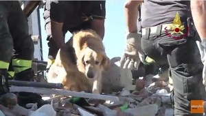 Prežil pod troskami