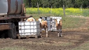 Veterinári a policajti vyšetrujú vážny prípad z Považia. Za jediný deň tam uhynulo celé stádo kráv
