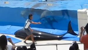 VIDEO: Zúfalý delfínik sa pokúsil utiecť zo zajatia