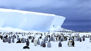 Jedinečné sčítavanie tučniakov. Vedci použili satelity