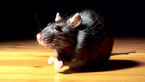 Pri rekonštrukcii bytovky si dávajte pozor na potkany