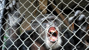 Americká sudkyňa priznala šimpanzom ľudské práva