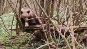 Medvede sa opäť začali objavovať v blízkosti obcí. Starostovia varujú obyvateľov