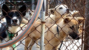 Žena chová na dvore sto psov, susedia sú zúfalí
