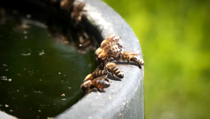 Útok agresívnych včiel zranil najmenej 24 ľudí, troch kriticky