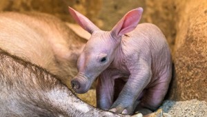 FOTO: Najpodivnejšie zvieratko, aké ste zrejme videli. V ZOO sa narodil malý hrabáč takaru