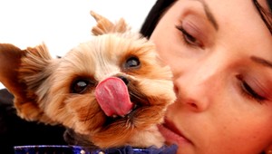 Psa niekto zabil a hodil do kontajnera