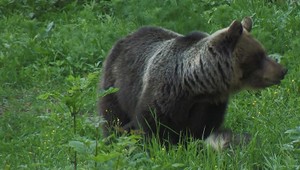 Pre výskyt medveďov vyhlásili mimoriadnu situáciu. Približujú sa k obydliam