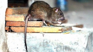 V Senici si nevedia dať rady s potkanmi. Deratizácia nepomáha
