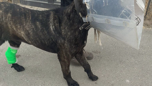 Majiteľ napadol svojho psa nožom. Po brutálnom útoku vyplávali znepokojujúce fakty