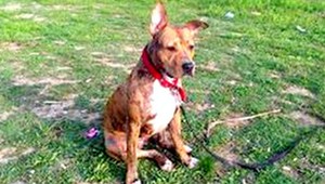 Stratil sa americký staford Layla, majiteľ ponúka odmenu