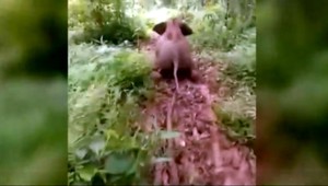 Sloníča v akcii: Rozkošnejšie video ste nikdy nevideli