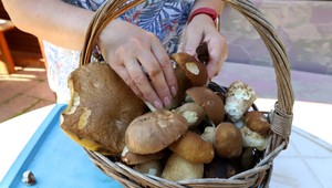 S mobilom do lesa: Dokážu aplikácie nahradiť skúsenosti hubárov?