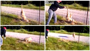 VIDEO. Muž vyslobodil vlka visiaceho na plote