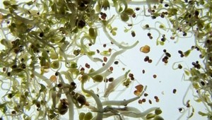 Ani klíčky nie sú na vine! Črevná nákaza zabíja ďalej