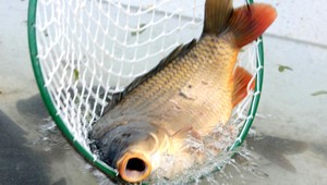 SERVISNÁ TÉMA. Kapor na Vianoce? Áno aj nie