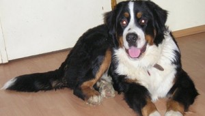 Pred Vianocami sa stratil Max, majiteľka prosí o pomoc